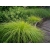Rozplenica japońska HAMELN GOLD  art 1701 // Fountain Grass